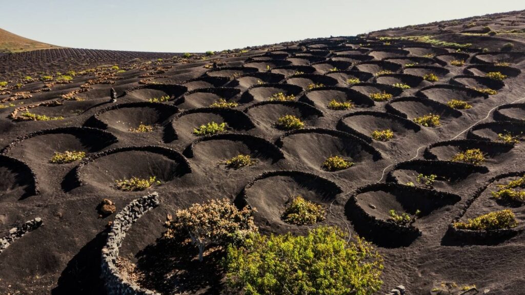 Viñedos de La Geria en Lanzarote creciendo en hoyos cónicos protegidos por muros de piedra volcánica negra.