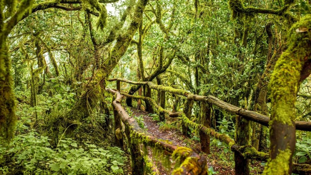 Sendero rodeado de árboles cubiertos de musgo en el Bosque de Laurisilva del Parque Nacional de Garajonay en La Gomera.