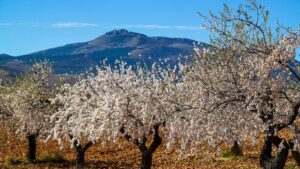 Primer plano de ramas de cerezos con flores blancas y abundantes bajo un cielo azul intenso, con una montaña de pico rocoso al fondo en el Valle del Jerte.