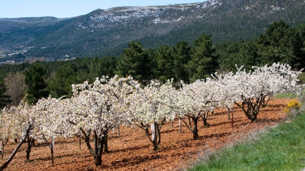 Cerezo en Flor Valle del Jerte 2026. con un frondoso bosque de pinos y montañas al fondo.
