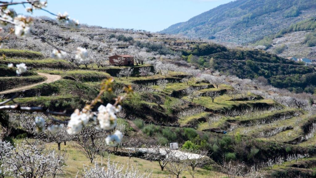 Panorámica de la ladera de una montaña en Extremadura completamente cubierta por bancales de piedra y miles de cerezos en flor blanca bajo un cielo suave.